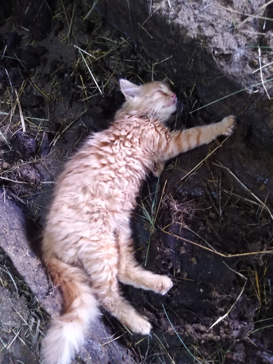 В навозной яме прохладненько 