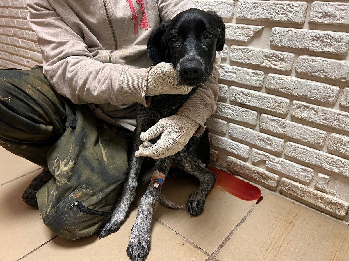 Курцхаар  только поступил в приют