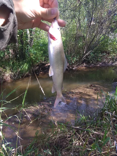 И сразу обратно, в воду!
