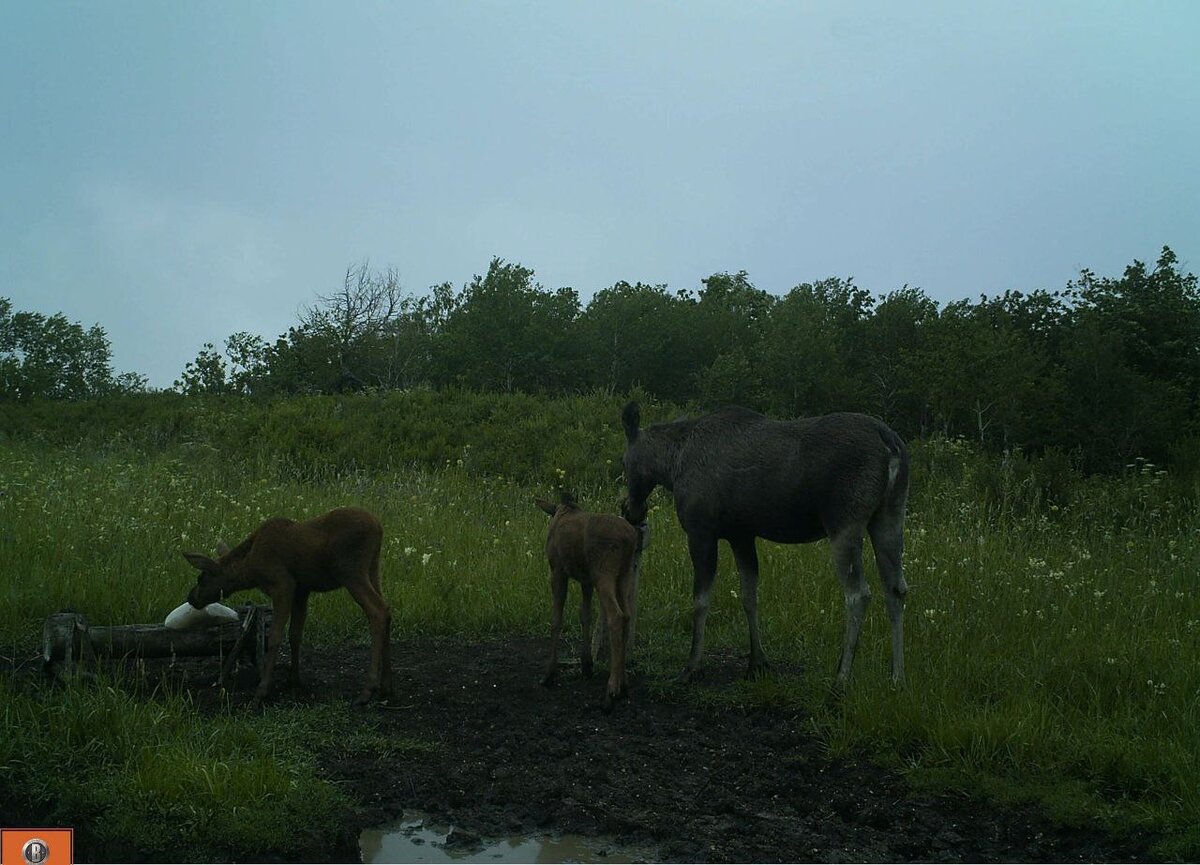  📷    Фотоловушки оренбургского заповедника «Шайтан-Тау» запечатлели медведя, волка и рысь Андрей Севостьянов