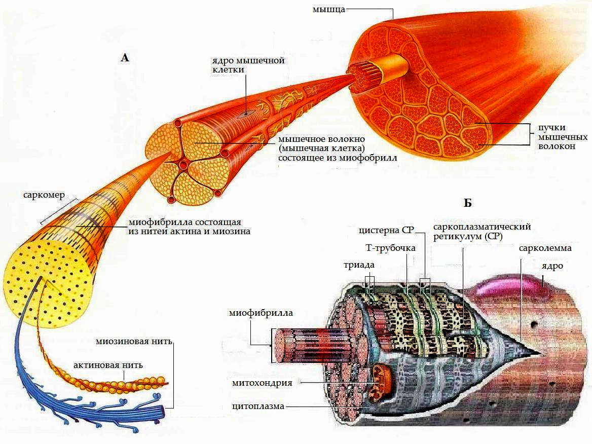 Рис 1. Строение скелетной мышцы (источник https://studfile.net/preview/1576309/page:2/)