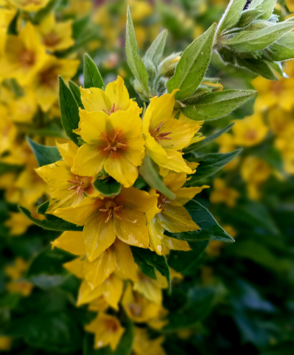 Авторское фото