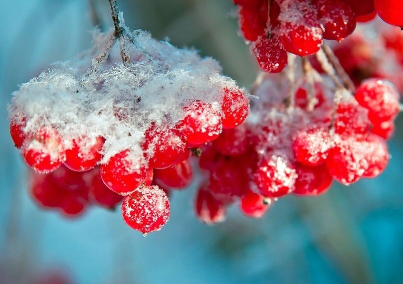 Вот в такой стадии зрелости калина готова к сбору!  Фото - Яндекс картинки
