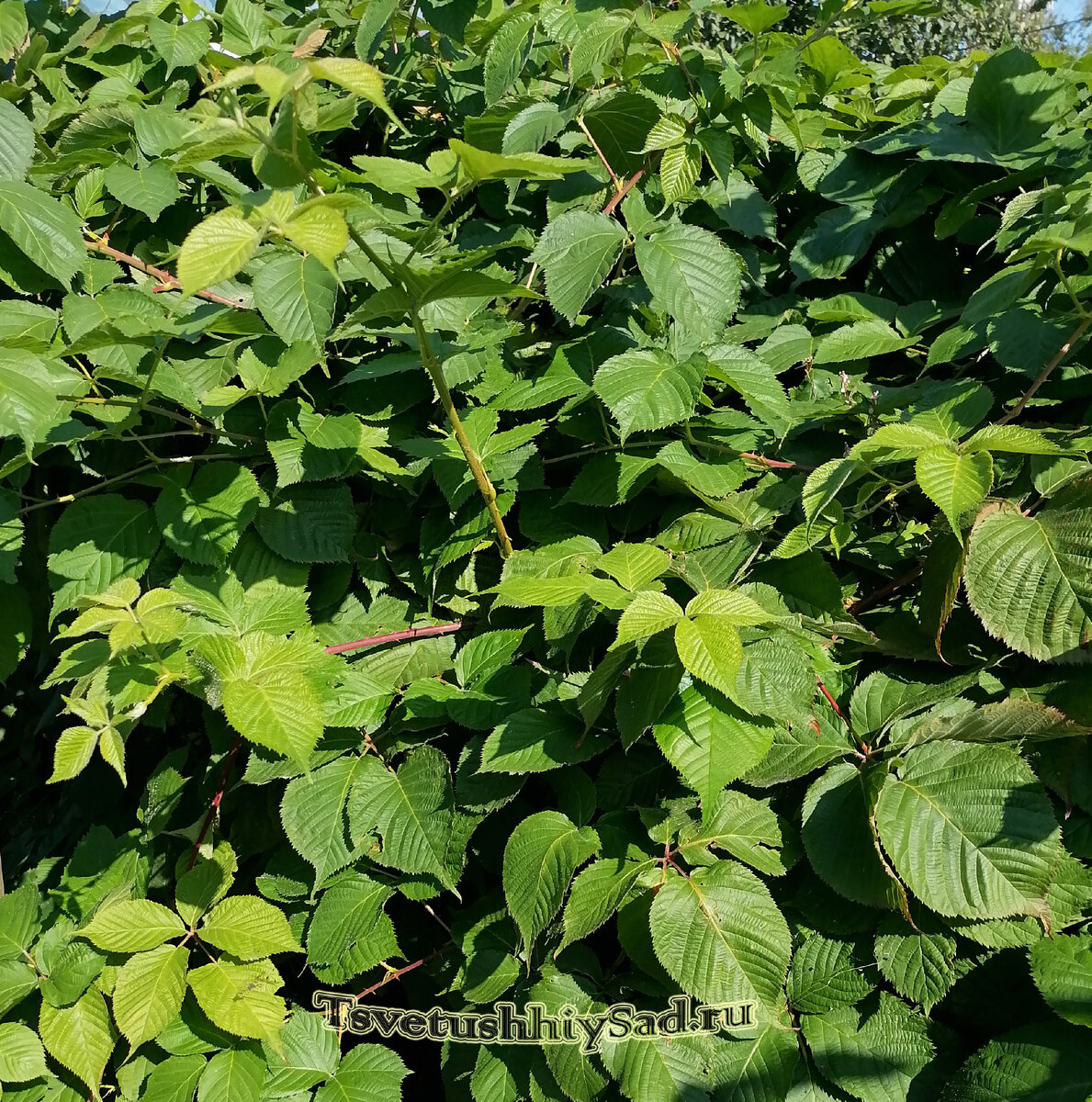 Заросли ежевики