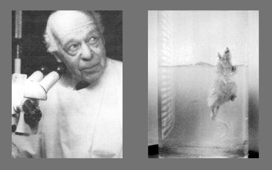 Изображение взято из свободных источников в интернете.