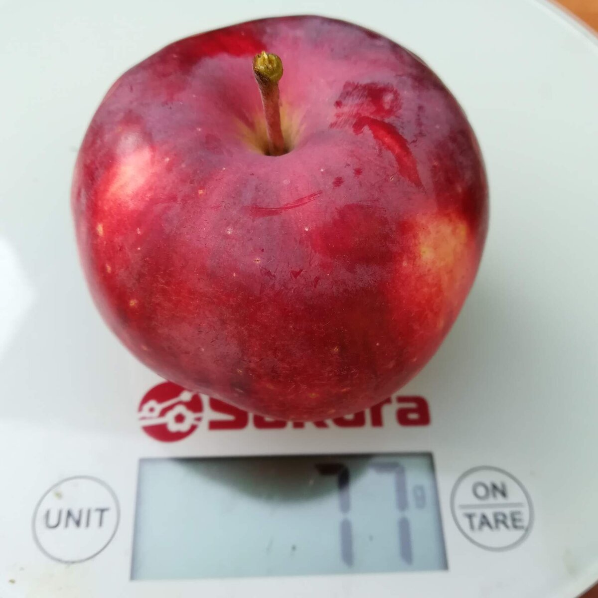 новинка сезона 2021, колонно-компакт Пятерочка (26А-12-5), фото от 18 сентября 2023