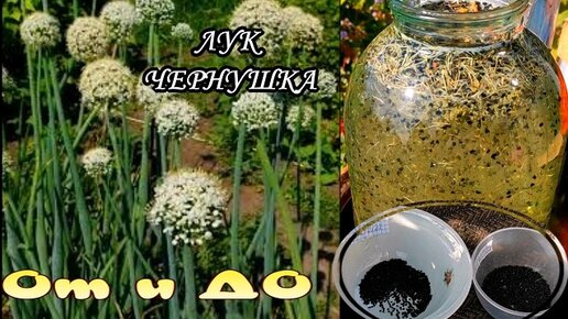 ЛУК -ЧЕРНУШКА От и ДО Особенности его выращивания