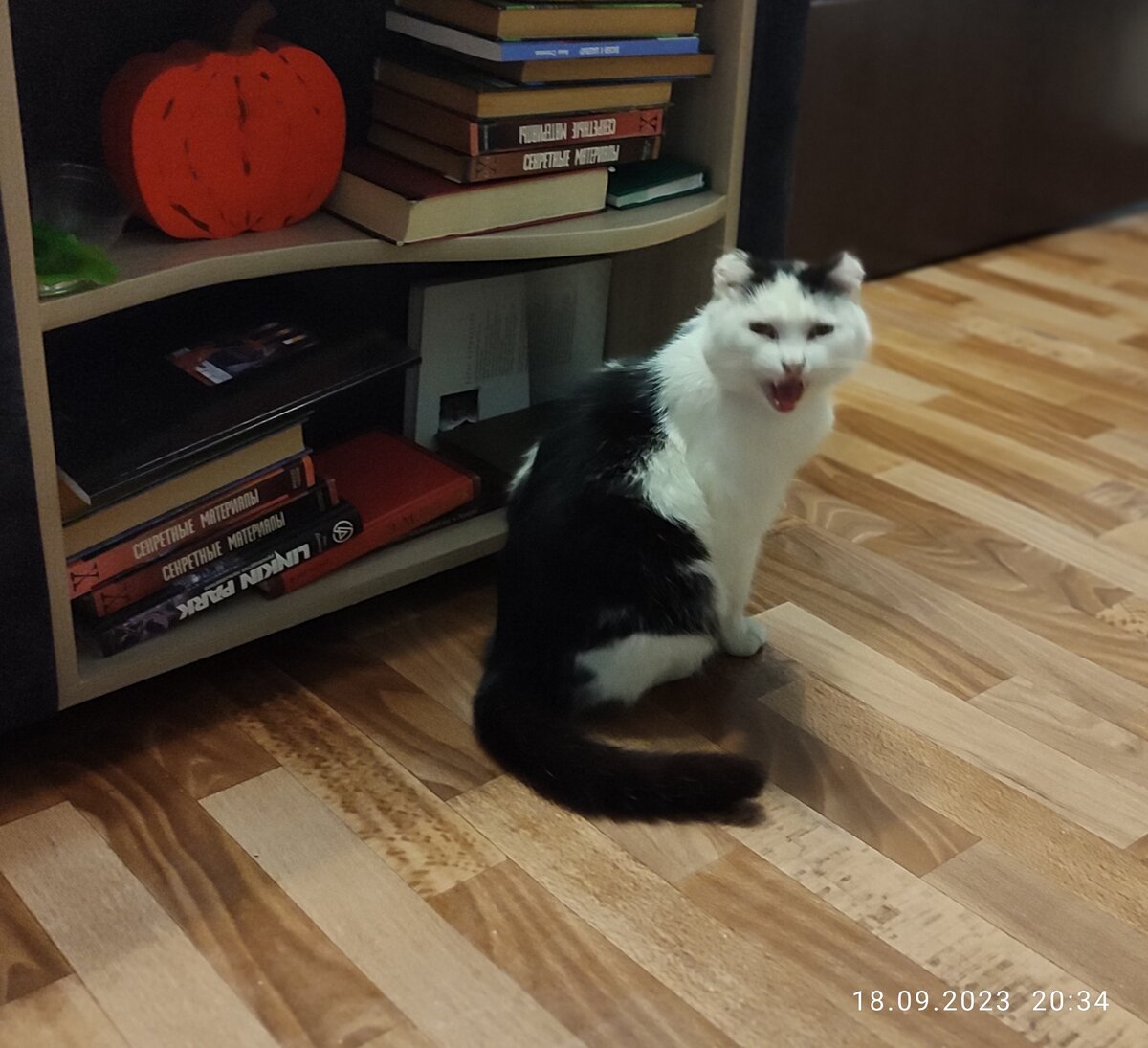 Шурик как бы намекает: эй, ты, кожаная, твоё прощение меня и не интересует