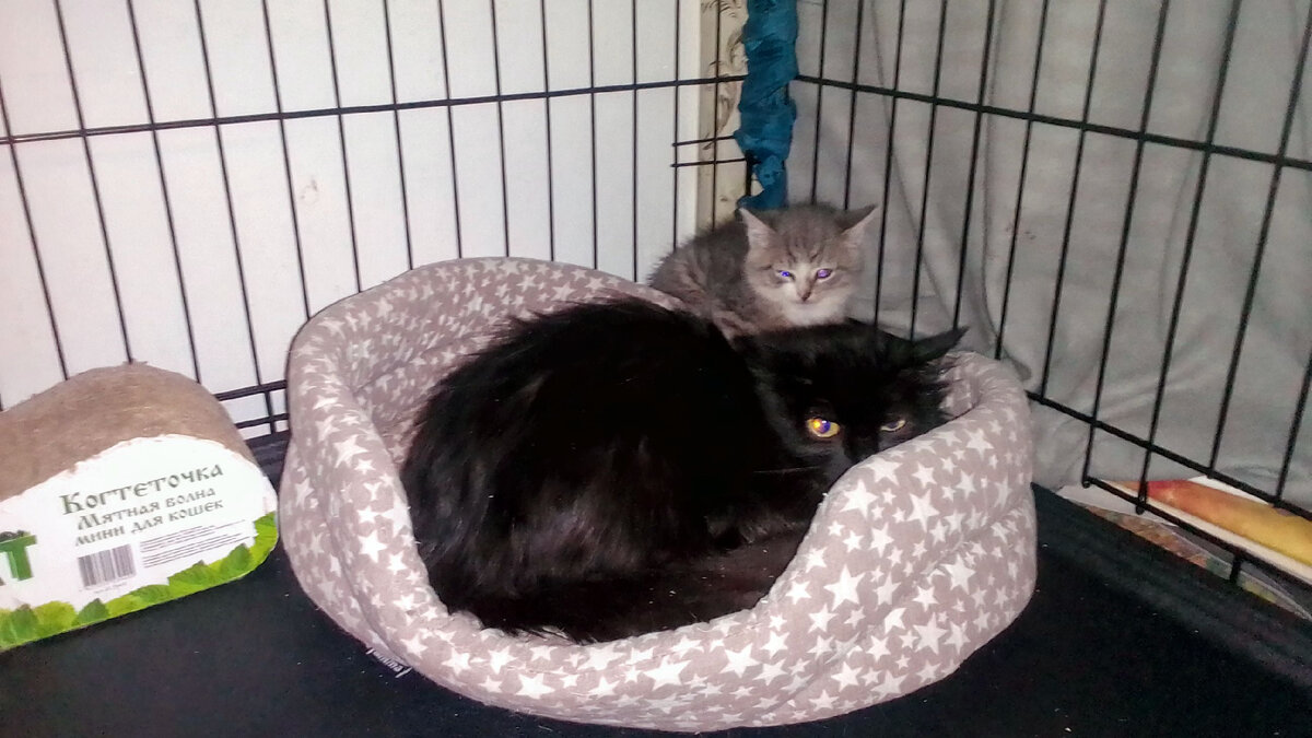 Лада и Дёма