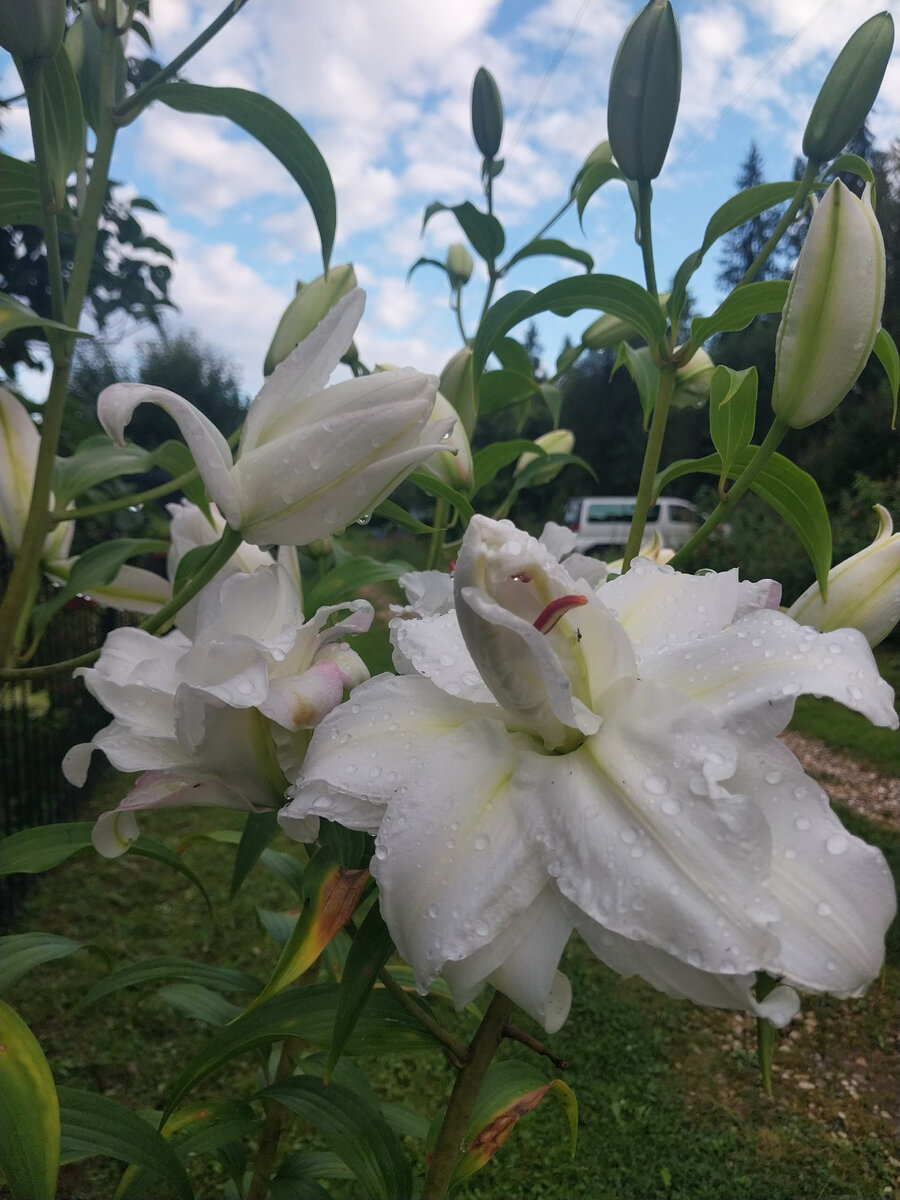 Лилии в моем саду