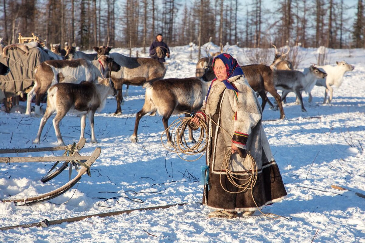 Оленеводство в тундре