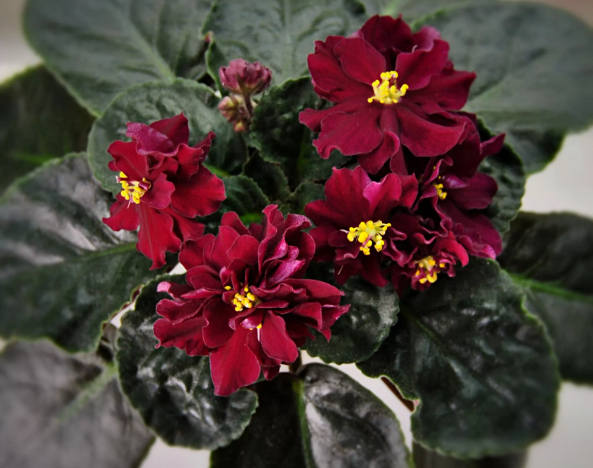 Фото с сайта vplate.ru. Использовано для примера.