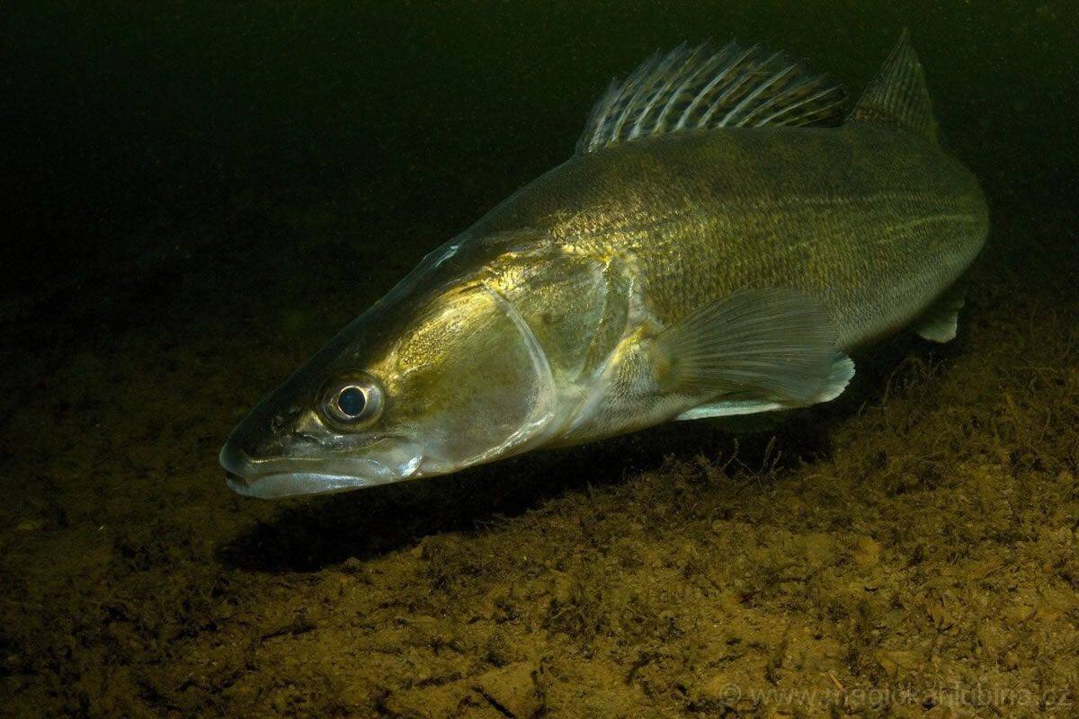 Он. Из сети. Для оформления.