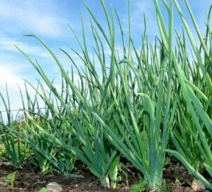 Лук используют в кулинарии, медицине и даже в генотоксикологических исследованиях.