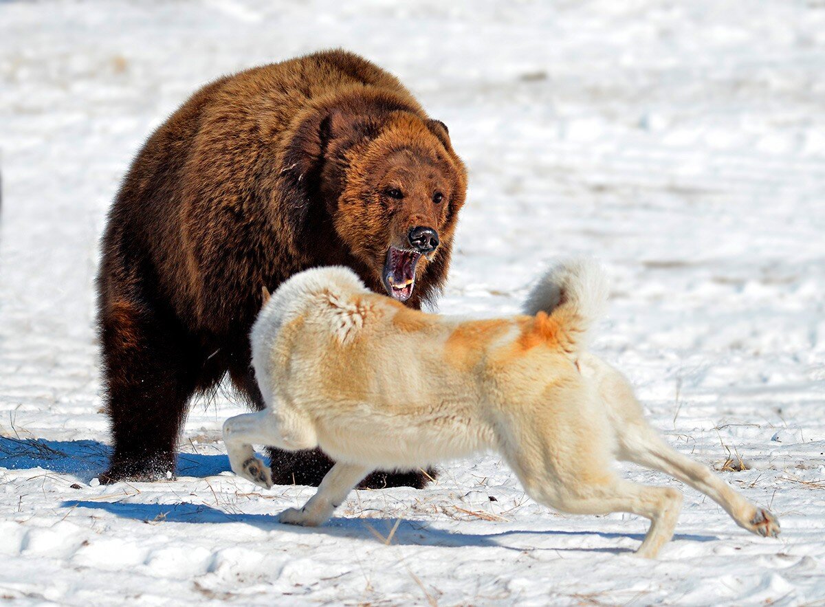 Медведь охотится