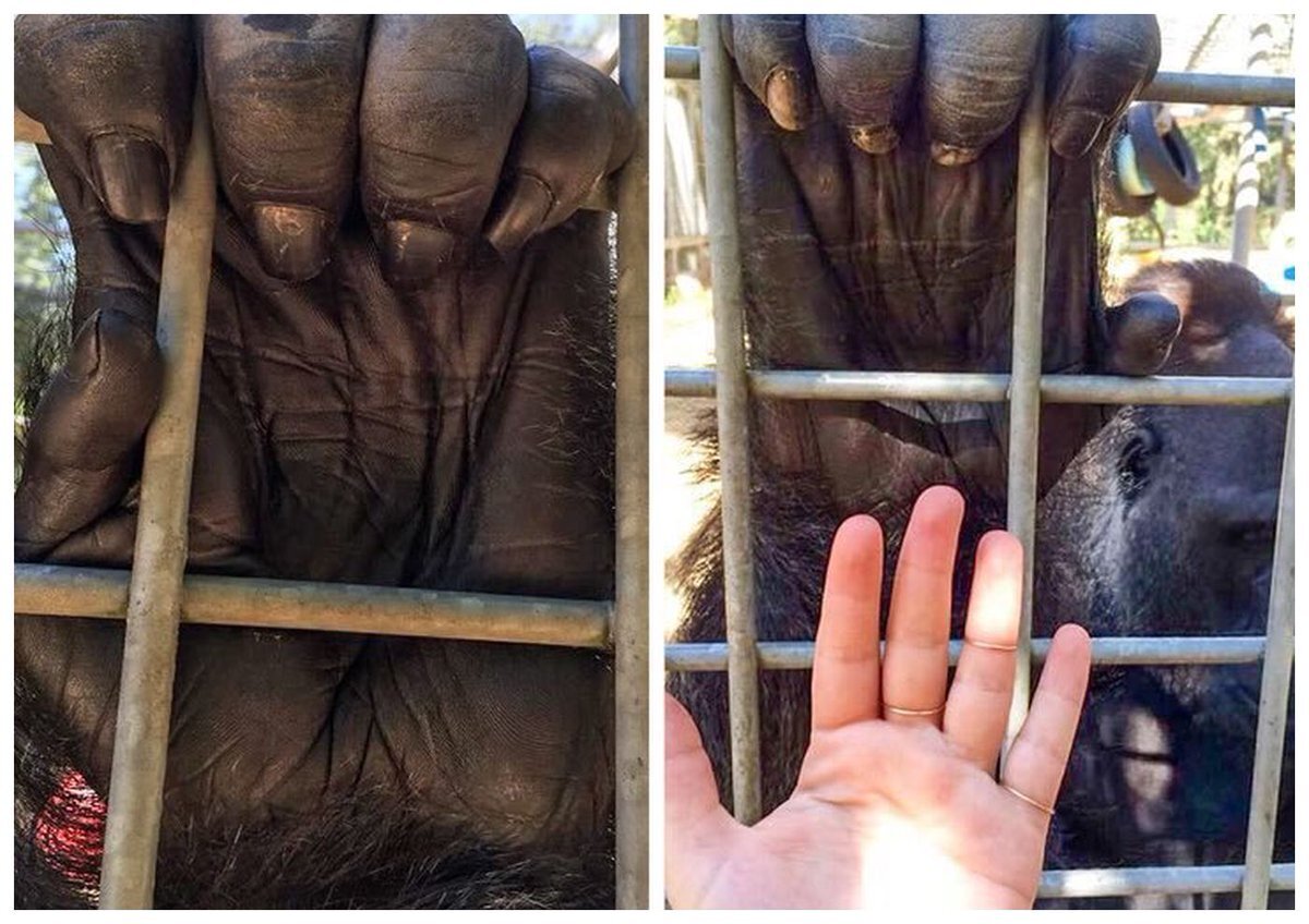 Ладонь гориллы и ладонь человека.