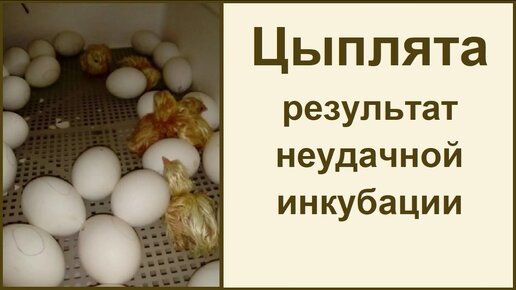 Плохой инкубатор или кривые руки из....