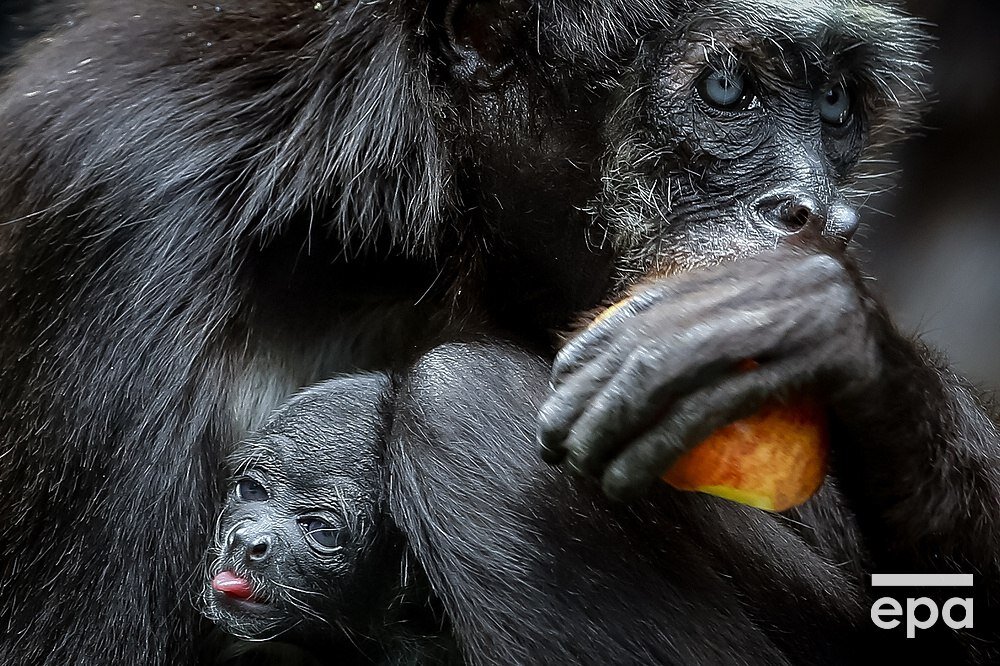 Пируанская коата 