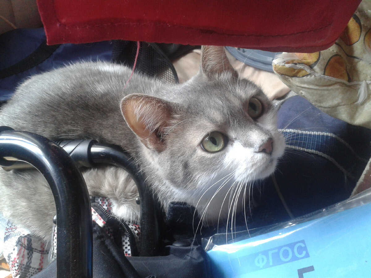 Маркизик исследует лоджию. Фото из личного архива