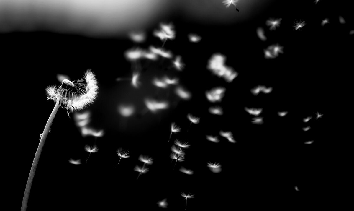 Одуванчик – очень изящная и романтичная иллюстрация роста энтропии (второй закон термодинамики). Источник: https://unsplash.com/photos/YNM4KStg78I