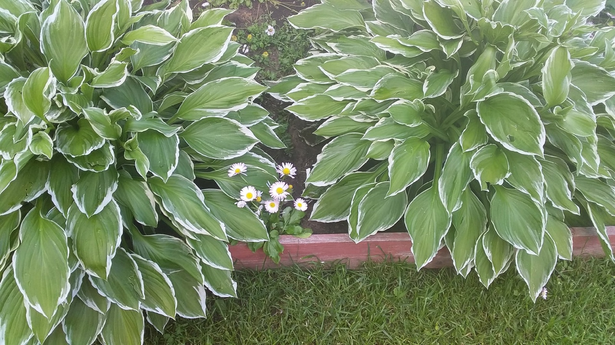 Мамины хосты, сильно разрослись уже, пора делить