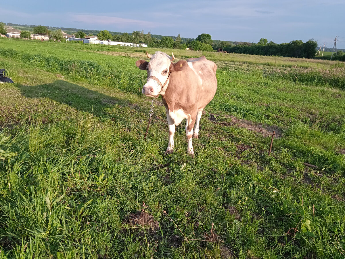 Это наша Кнопочка