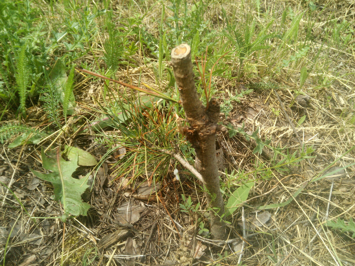 Оборванная прививка