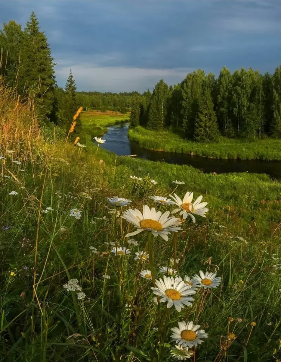 летние фотографии природы