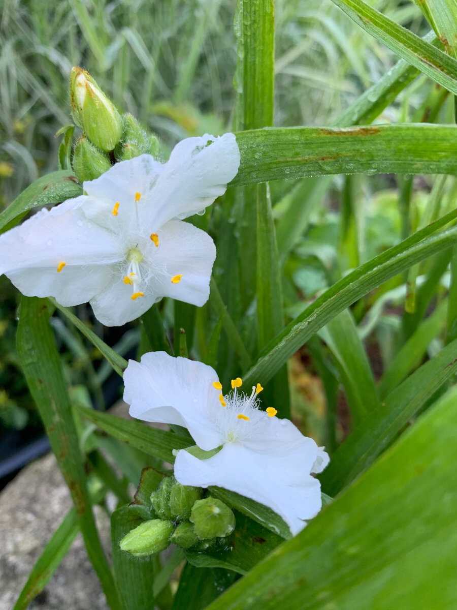 Традесканция садовая Даниель
Tradescantia andersoniana Danielle