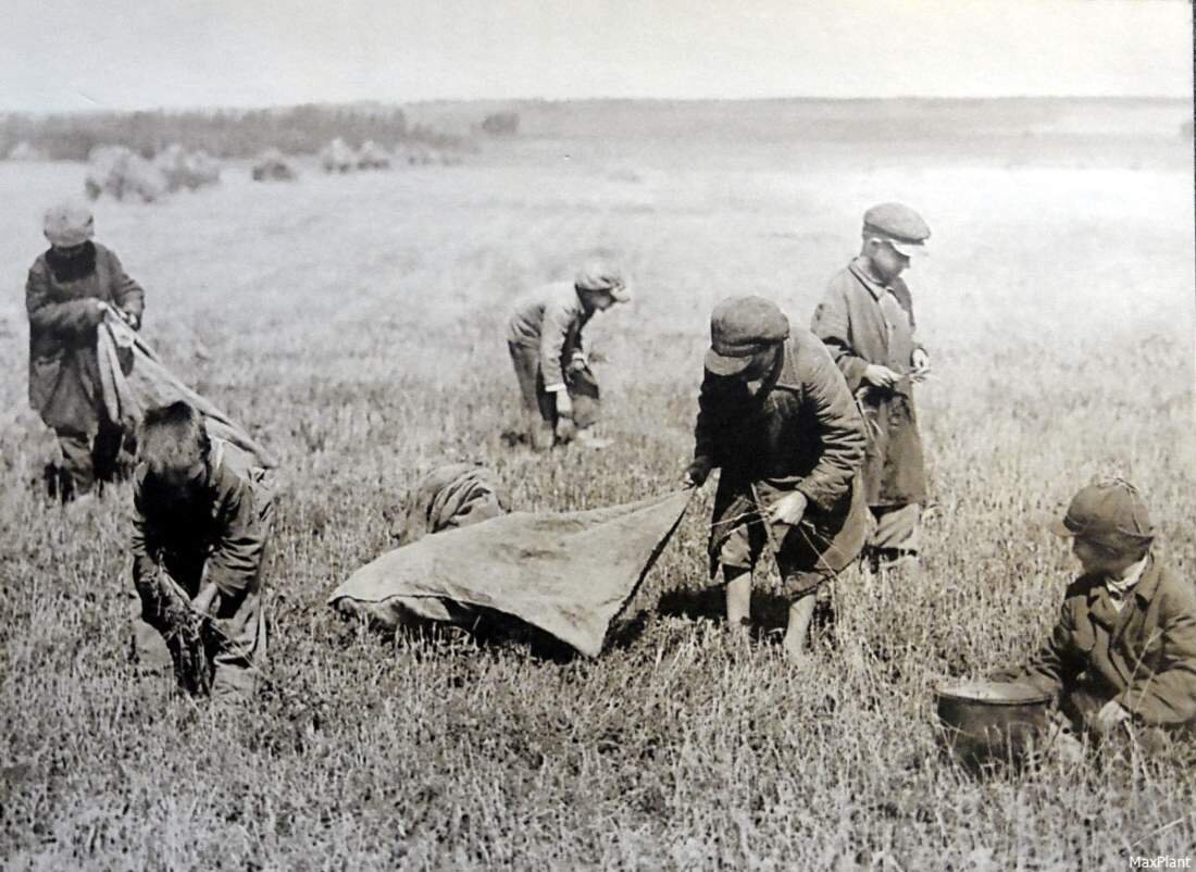 Дети в тылу на полях в годы Великой Отечественной войны