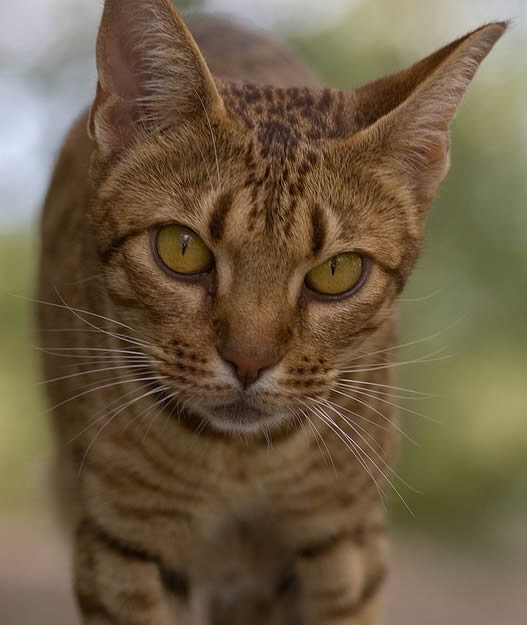 Кот 1 - дикий или домашний?
