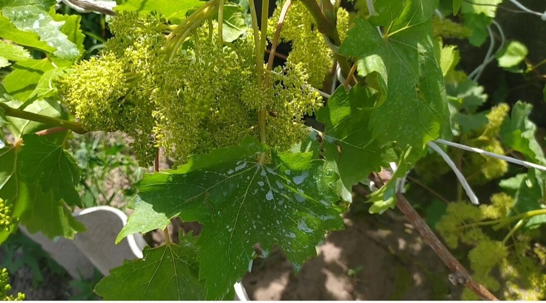 Грозди винограда Велеса.