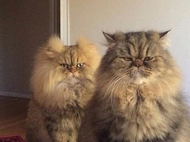 Источник изображения Pinterest https://pin.it/78KKKZc