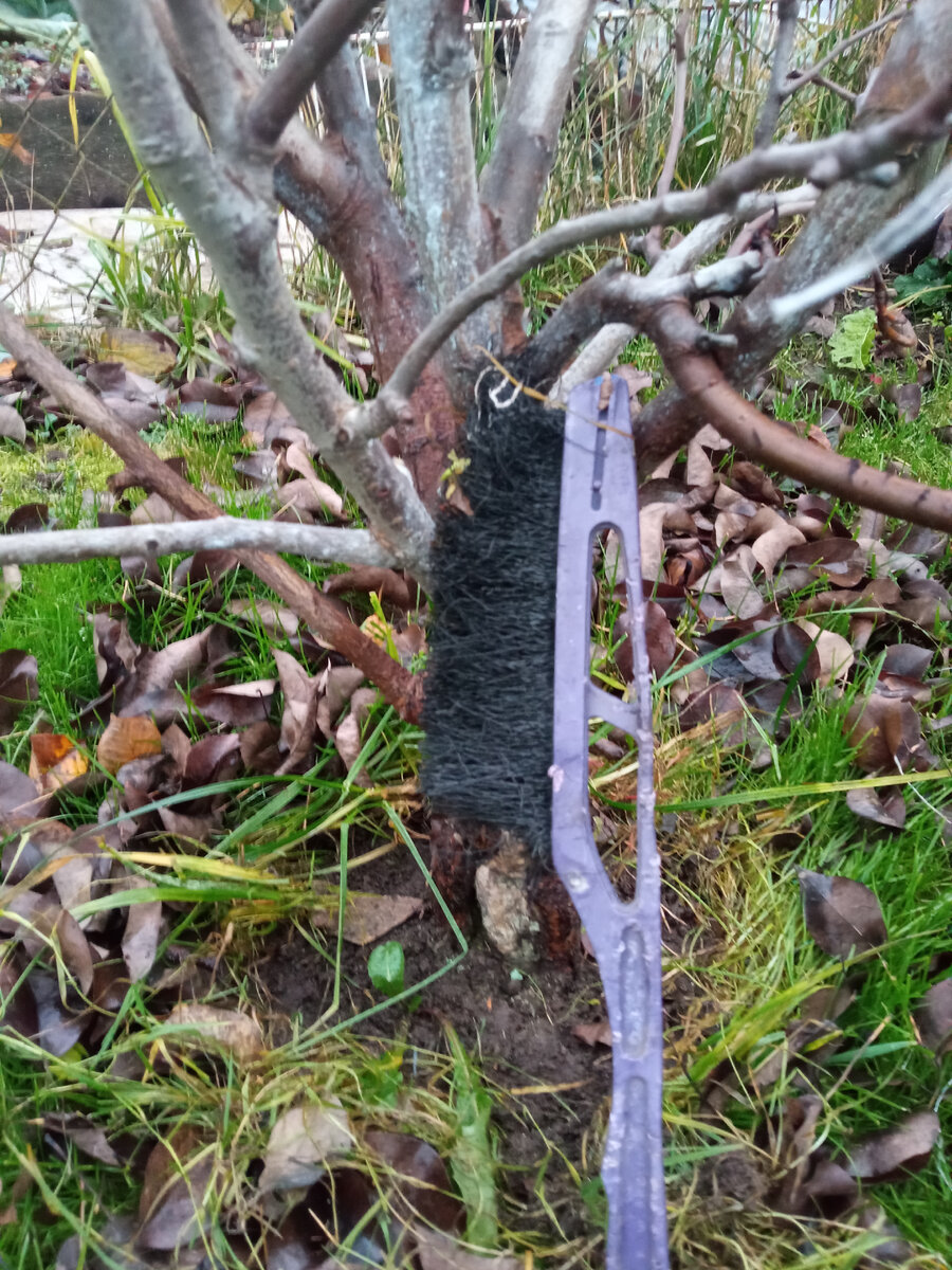 Осенью чистят только мягкой щёткой, металлической - никогда. 