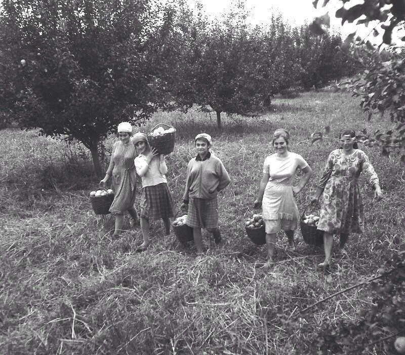 Налог на урожай. Советские огороды. Крестьяне в СССР. Дети в годы войны собирают урожай. Колхозные сады в СССР.