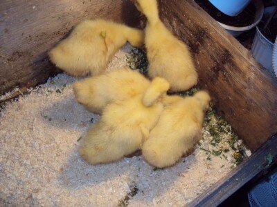 На другой стороне - кормушка и поилка
