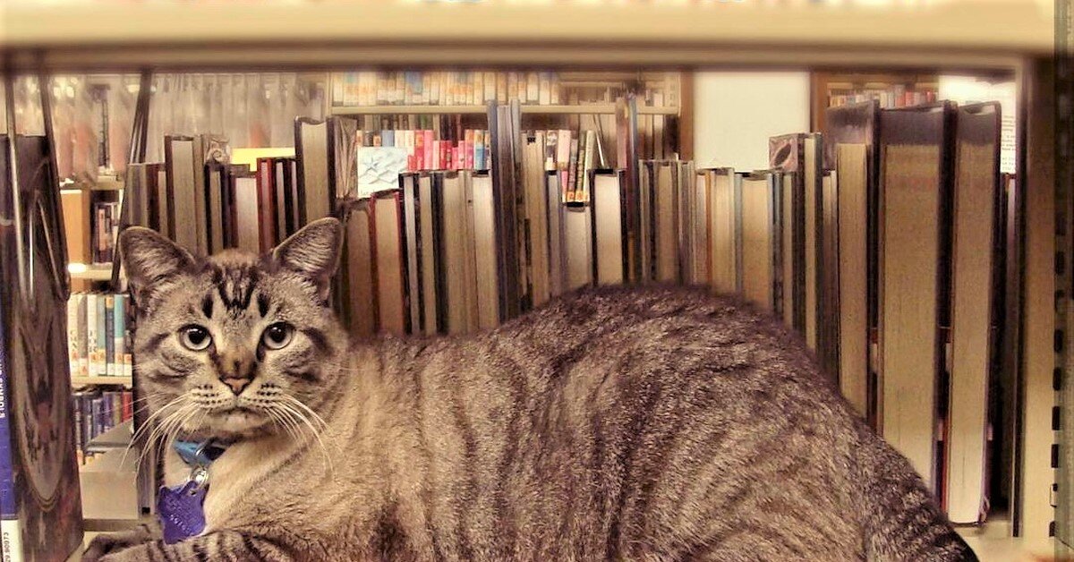 спасибо за фото pikabu.ru