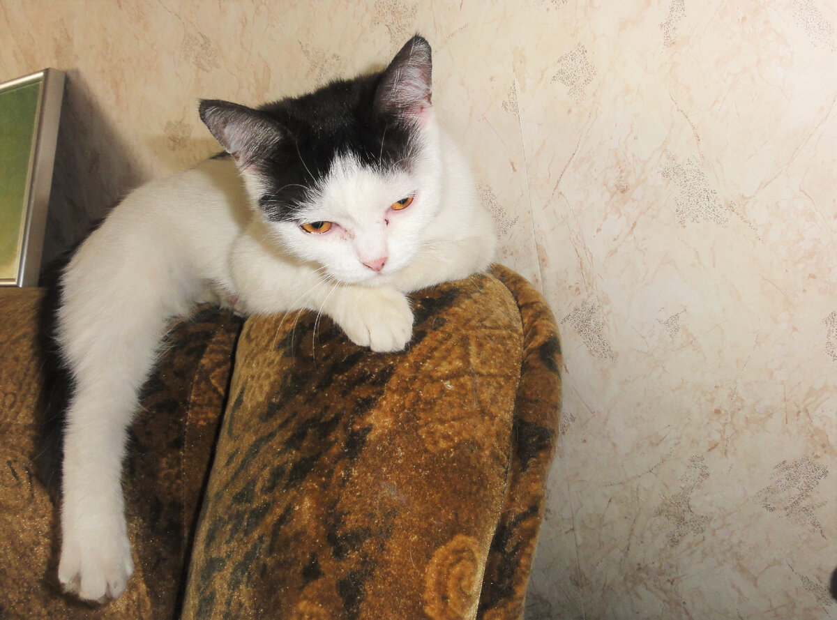 Шарлотта юная)