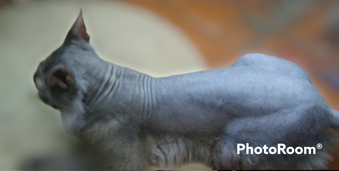 Мой дончак Семён 