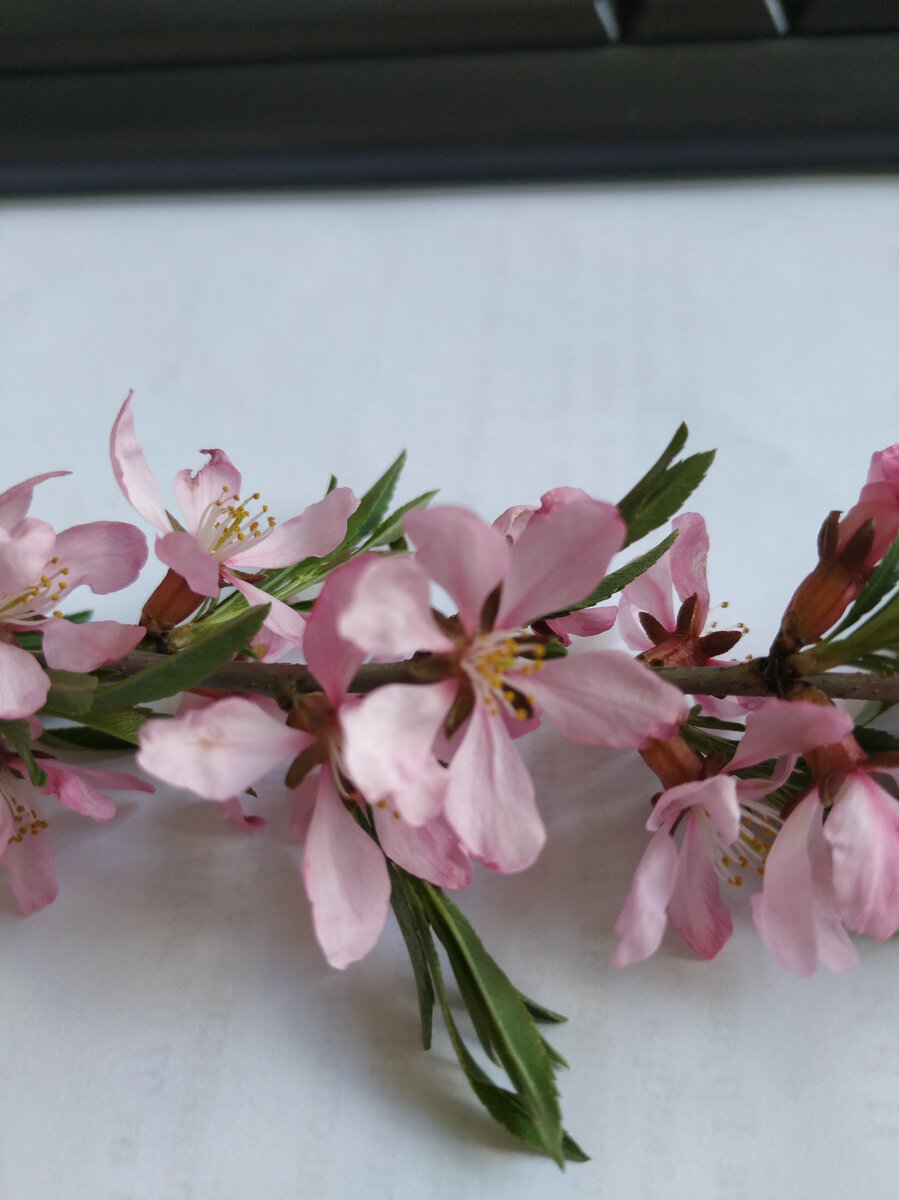 Миндаль "Красивое дерево"