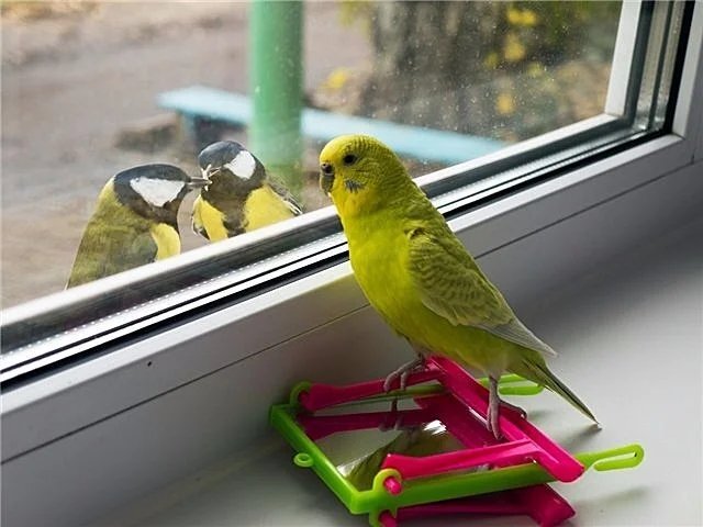 Пусть лучше наблюдает, чем по улице летает…