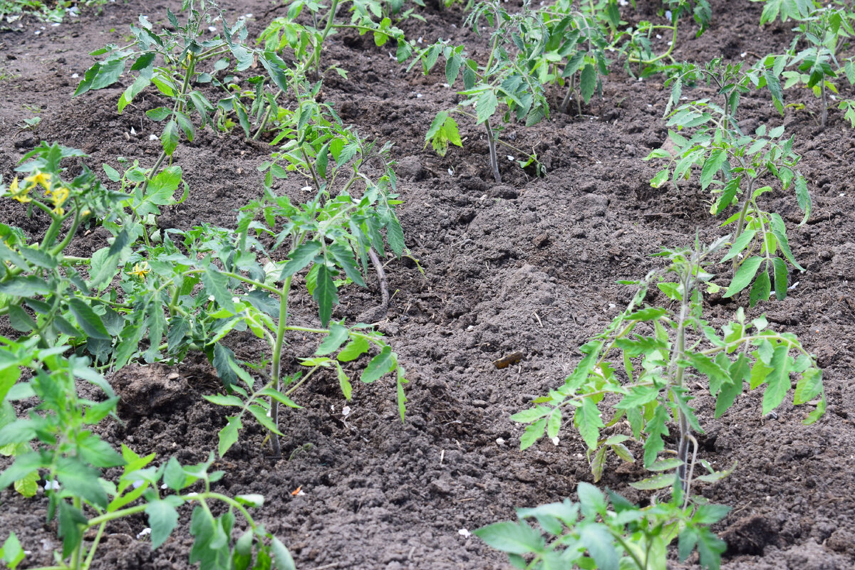 томаты высадила в открытый грунт(фото автора)
