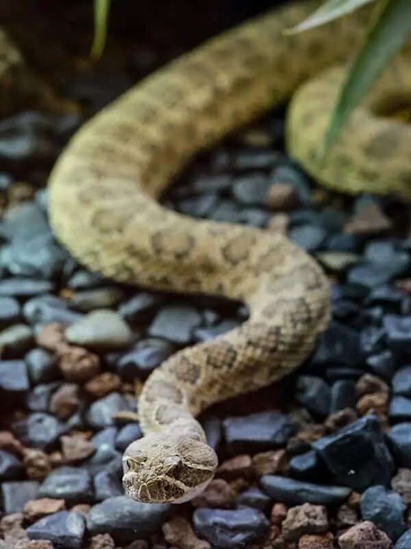 Змея Фото 2