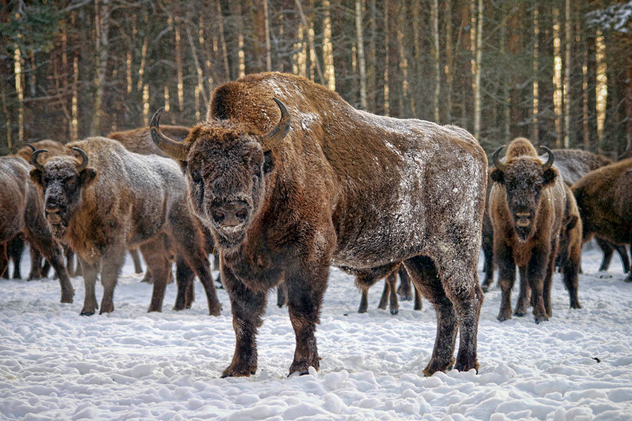 Орловское полесье парк фото