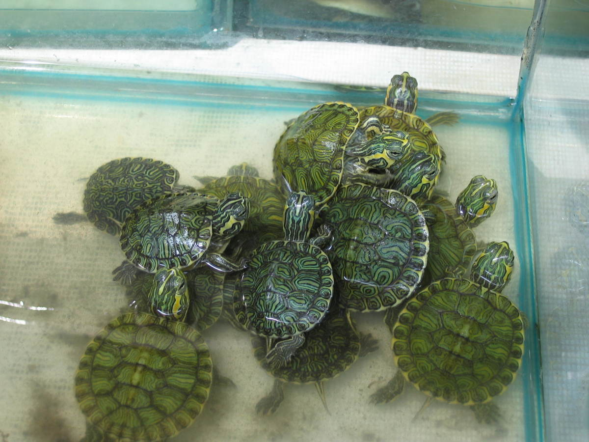 Аквариум для красноухой черепахи своими руками: оформление, фото, видео