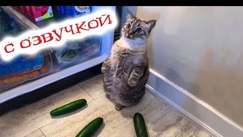 Приколы с котами! Смешные коты с ОЗВУЧКОЙ! СМЕШНЫЕ ЖИВОТНЫЕ 2022! Ржака до слез – Доми шоу