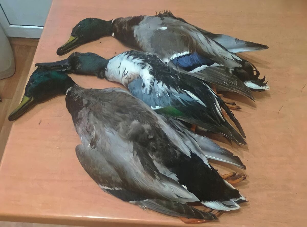 Звуковая схема слова гуси. Звуковой анализ гуси. Утки звуковая схема. Карточки для звукового анализа. Звуковой анализ слова утка.