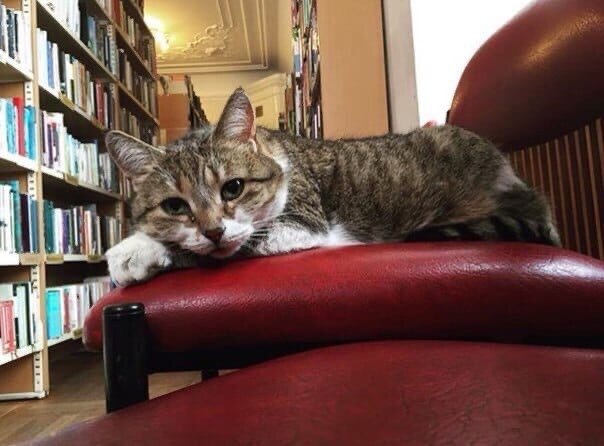 Кошка Муся из библиотеки им. Маяковского