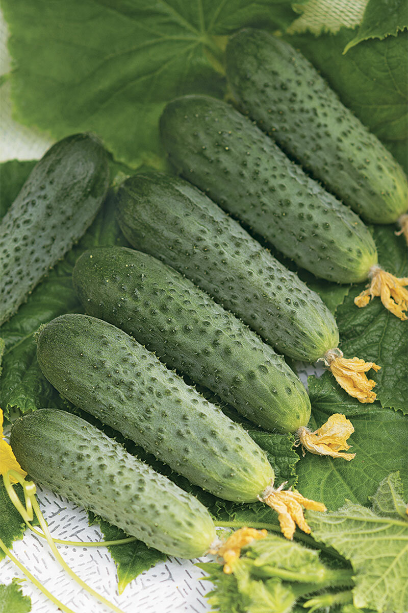 Огурец форсаж f1. Семена огурец атос f1. Сорт огурца форсаж f1. Семена огурец форсаж f1. Огурцы сорт форсаж.