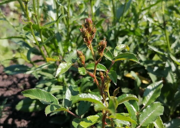 Тля на бутонах роз